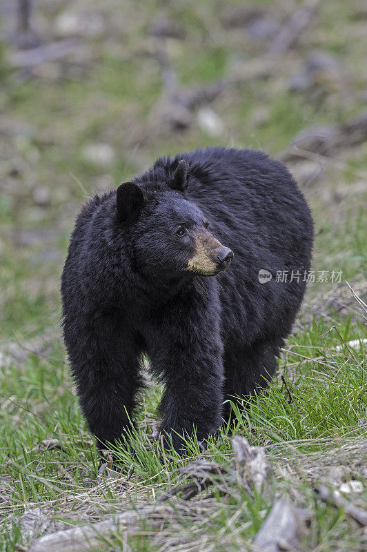 美国黑熊(Ursus americanus)是一种中等体型的熊，原产于北美，常见于黄石国家公园。男性的熊。